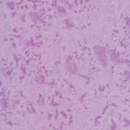 Michael Miller - Fairy Frost Pastel CM0376-PAST 100% Cotton Fabric - Crafts and Quilts